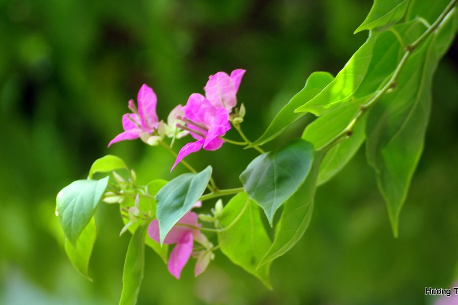 Nhành hoa giấy
