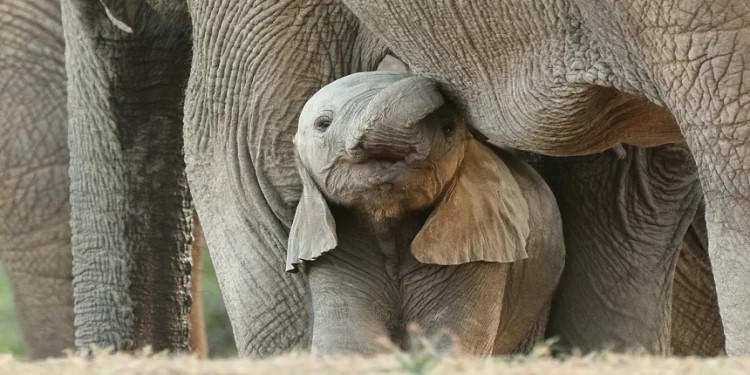 Tông huấn “Laudate Deum – Hãy ngợi khen Thiên Chúa”
