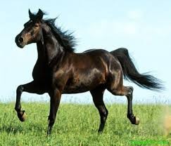 Xuân Bính Ngọ - Tản mạn hình ảnh con ngựa