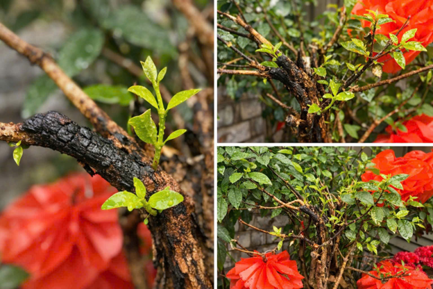 Nhẫn nhịn - trổ sinh bình an