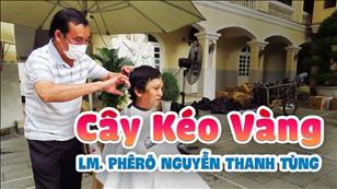 TGP Sài Gòn - Hãy đến mà xem: Cây kéo vàng