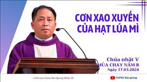 Cơn xao xuyến của hạt lúa mì - Lm Giuse Bùi Quang Minh, SJ | CN V MC năm B