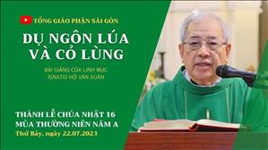 Dụ ngôn lúa và cỏ lùng - Lm Ignatio Hồ Văn Xuân | CN 16 TN năm A